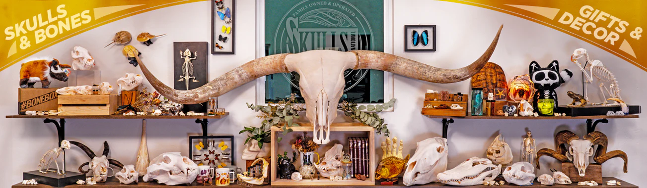 Masterpieces of Natural History