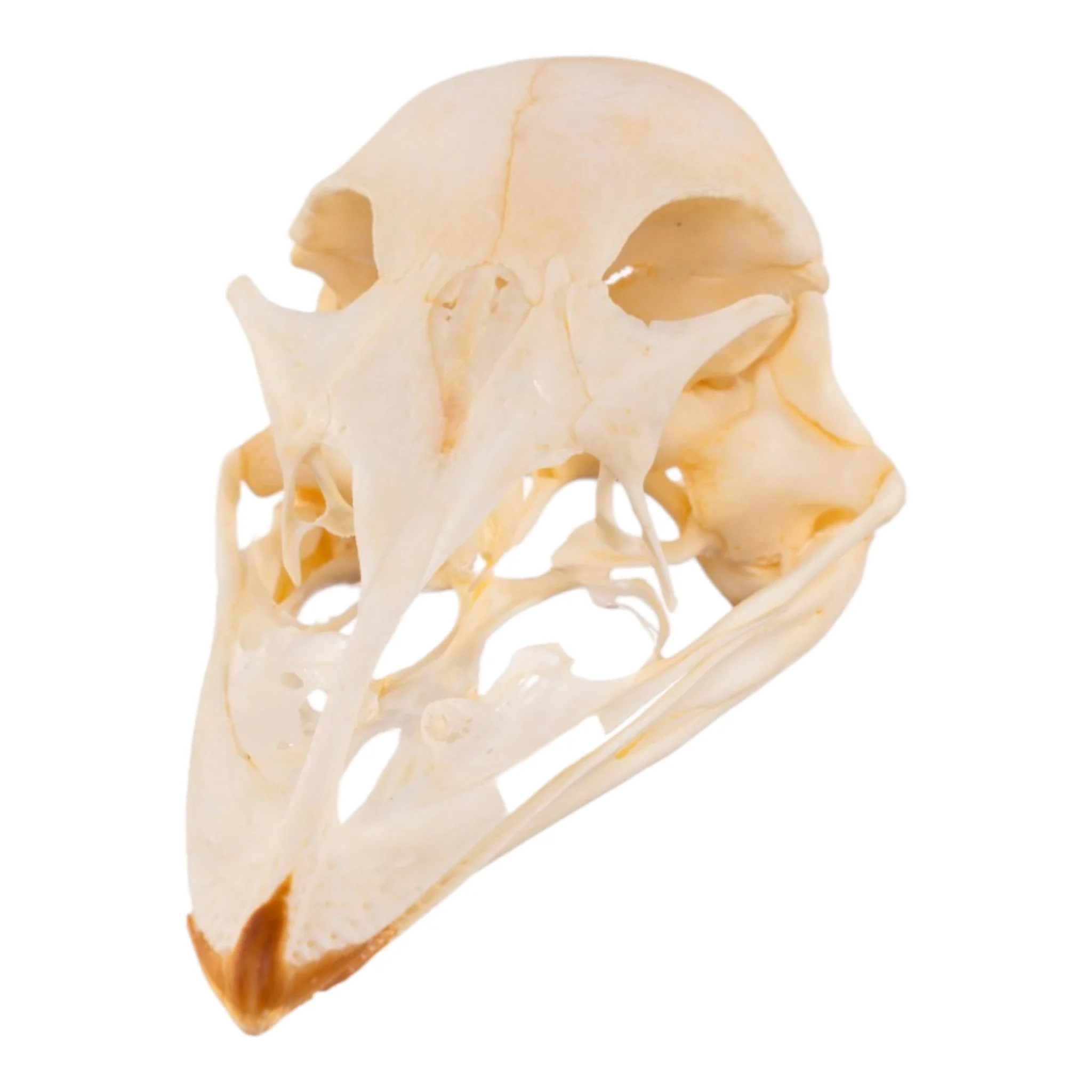 Best Selling Skulls