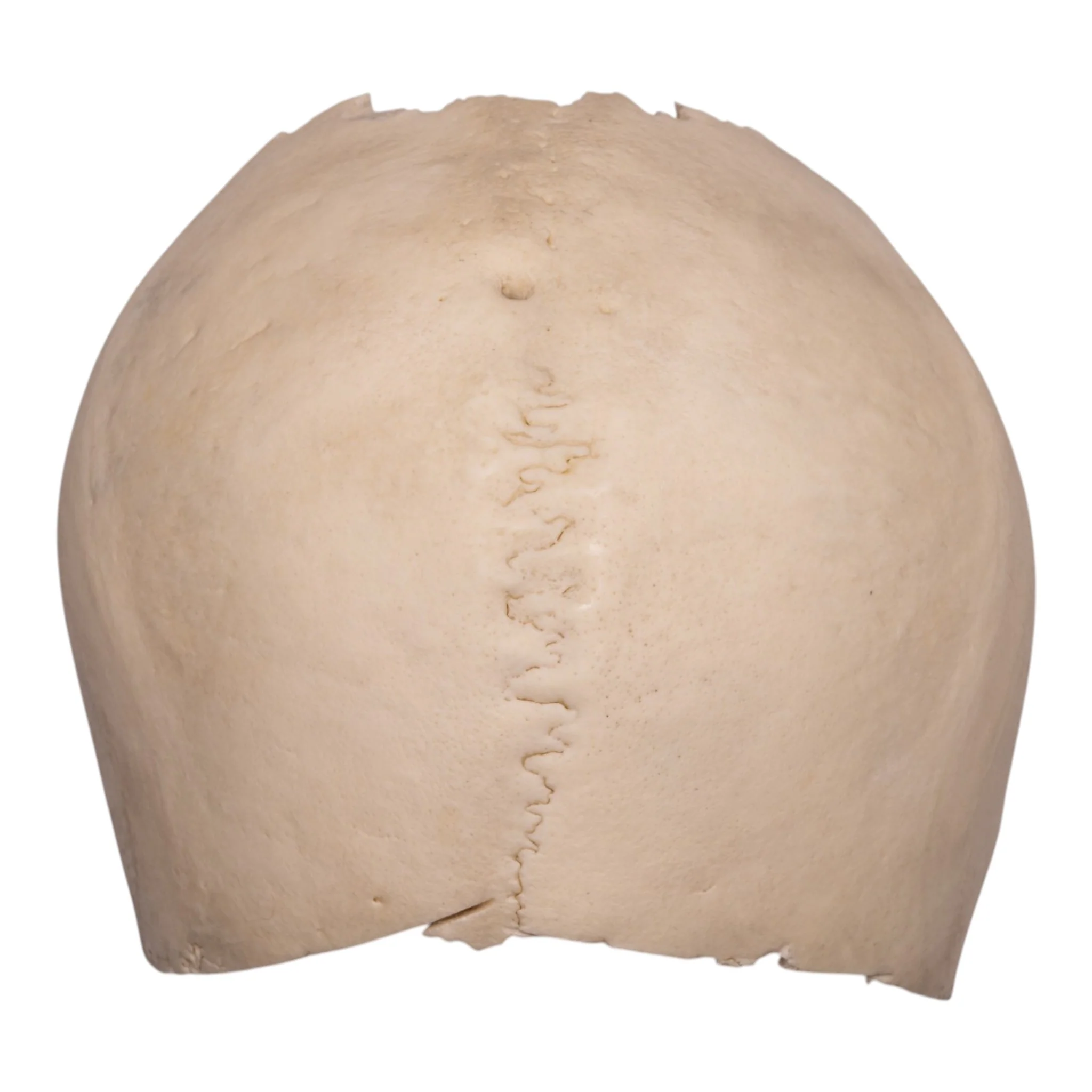 New Arrivals - Human Products